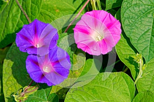 Flowers of Morning glory