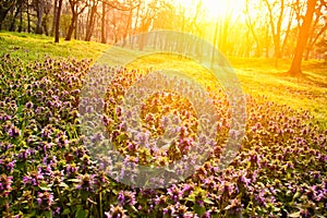 Flowers in morning light