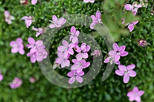 Flowers of moss campion Silene acaulis