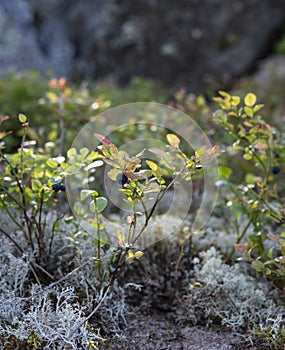 Flowers, moss  macro close up summer mountain nature kareliya floral