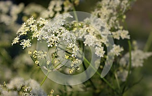 Flowers in the most beautiful summertime