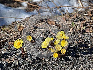 Flowers mother-and-stepmother grew on the side of road.