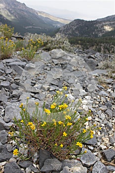 Flowers on Mount Charleston
