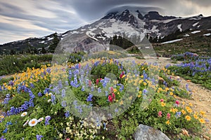 Flowers and mountain