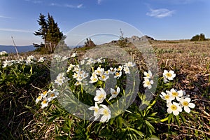 Flowers on a mountain