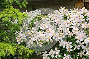 Flowers of mountain clematis (Clematis montana) growing on a fence in an urban garden