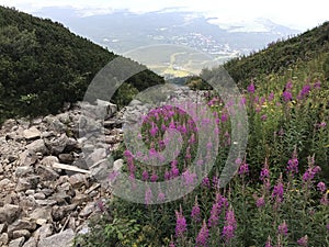 Flowers in mountain