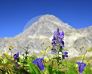 Flowers on mountain meadow