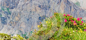 Flowers and mountain pine, Italy