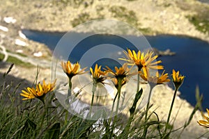 Flowers in the mountains