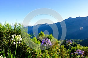 Flowers with the mountains in the background photo