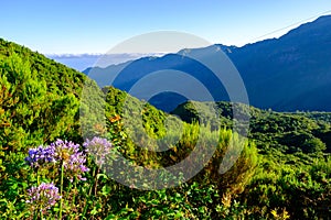 Flowers with the mountains in the background photo