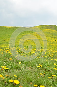 Flowers in the mountains