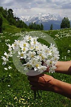 Flowers mountains caucasus