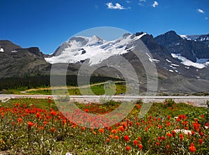 Canadian Rockies Mountain Flowers