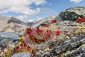 Flowers mountains Rhodiola quadrifida red