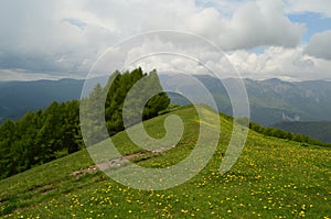 Flowers in the mountains view