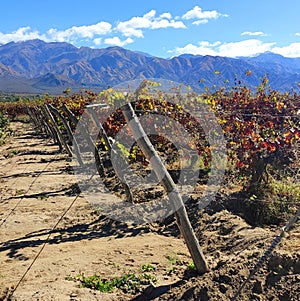 flowers and mountains photo