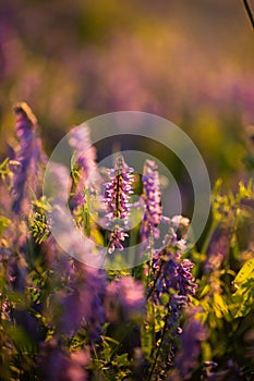 Flowers Mouse Peas Vicia Cracca On Meadow In Summer