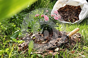 Flowers mulched with bark chips and trowel in garden