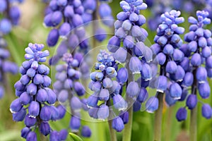 Flowers of Muscari armeniacum photo