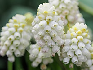 Flowers Muscari Grape hyacinth