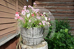 Flowers at the museum `Dacha of the artist Konstantin Korovin` in the village of Okhotino, Yaroslavl region