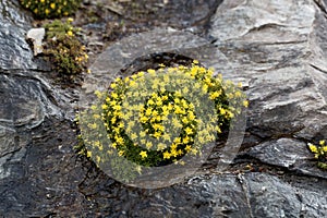 Flowers of musky saxifrage Saxifraga moschata