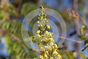 Flowers of the Mysore thorn