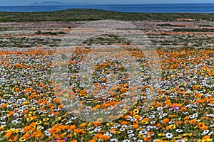 Flowers at namaqua national park
