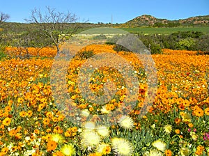 Flowers in the Namaqualand desert in South Africa