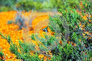 Flowers in namaqualand national park