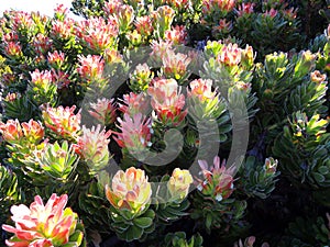 Flowers in namaqualand national park