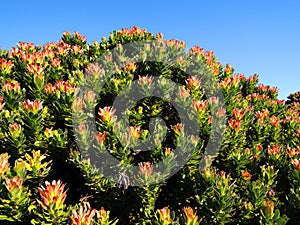 Flowers in namaqualand national park