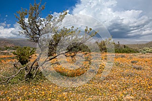 Flowers in namaqualand, South Africa