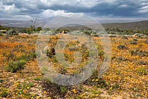 Flowers in namaqualand, South Africa