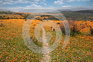 Flowers in namaqualand, South Africa