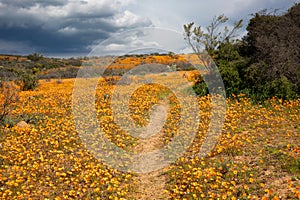 Flowers in namaqualand, South Africa