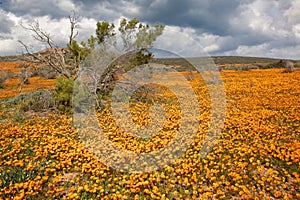 Flowers in namaqualand, South Africa