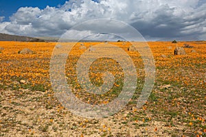 Flowers in namaqualand, South Africa