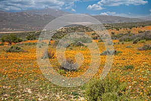 Flowers in namaqualand, South Africa