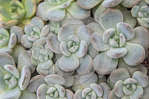 Flowers name Echeveria Jelly Snow Angel. The succulent plant is a type of cactus. Green nature foliage background.