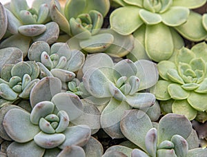 Flowers name Echeveria Jelly Snow Angel. The succulent plant is a type of cactus. Green nature foliage background.