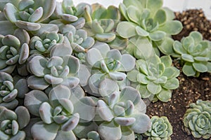 Flowers name Echeveria Jelly Snow Angel. The succulent plant is a type of cactus. Green nature foliage background.