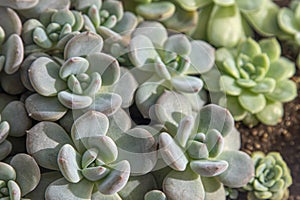 Flowers name Echeveria Jelly Snow Angel. The succulent plant is a type of cactus. Green nature foliage background.