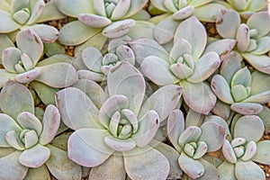 Flowers name Echeveria Jelly Snow Angel. The succulent plant is a type of cactus. Green nature foliage background.