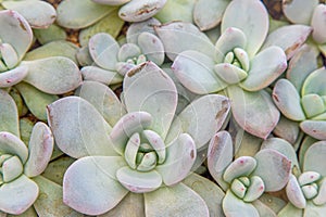 Flowers name Echeveria Jelly Snow Angel. The succulent plant is a type of cactus. Green nature foliage background.