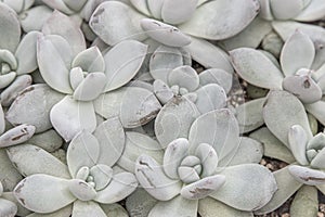 Flowers name Echeveria Jelly Snow Angel. The succulent plant is a type of cactus. Green nature foliage background.