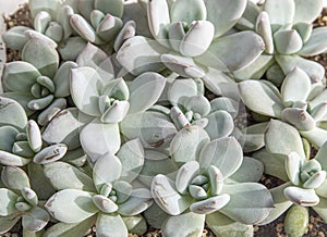 Flowers name Echeveria Jelly Snow Angel. The succulent plant is a type of cactus. Green nature foliage background.