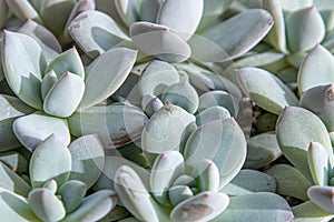 Flowers name Echeveria Jelly Snow Angel. The succulent plant is a type of cactus. Green nature foliage background.